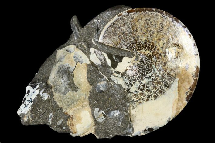 Fossil Ammonite (Sphenodiscus) & Gastropod - South Dakota #117171